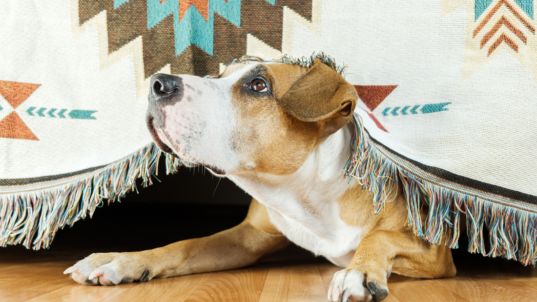 How to Handle Separation Anxiety in Dogs