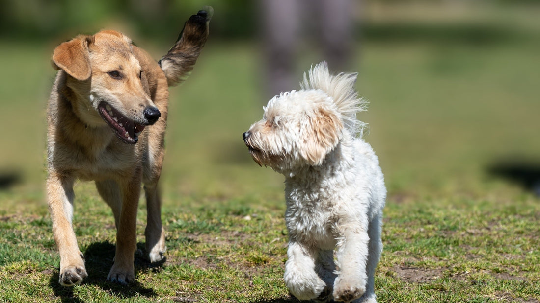 Common Dog Health Issues and How to Prevent Them