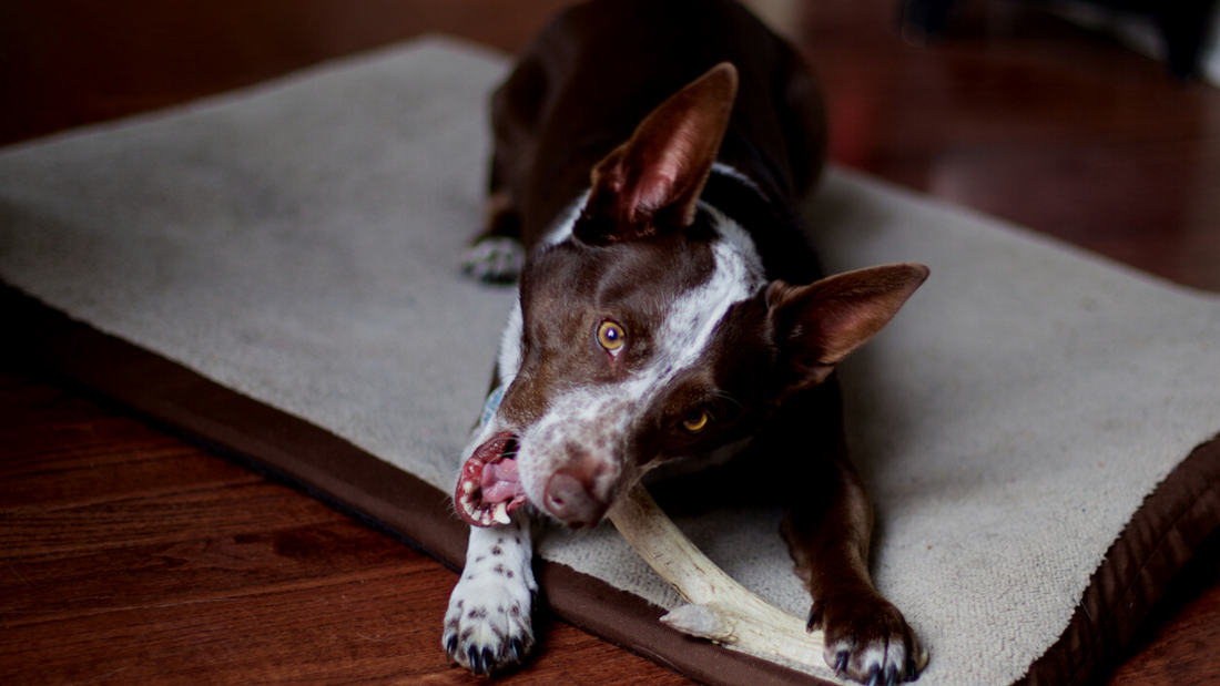 Are Antlers For Dogs A Good Idea?