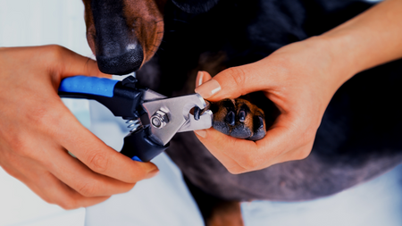 I Can Trim My Dogs Nails in Three Minutes, Can You?