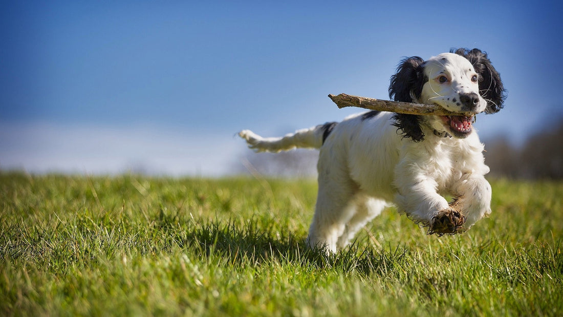 The Ultimate Guide to Optimal Canine Nutrition