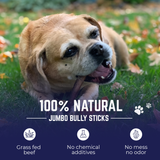 6"  Ultra Thick Bully Stick - 3pk