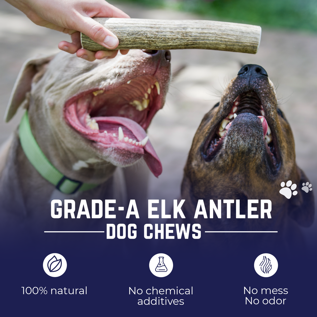 Large Whole Elk Antler Official Dog Chew