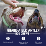 Large Whole Elk Antler Official Dog Chew