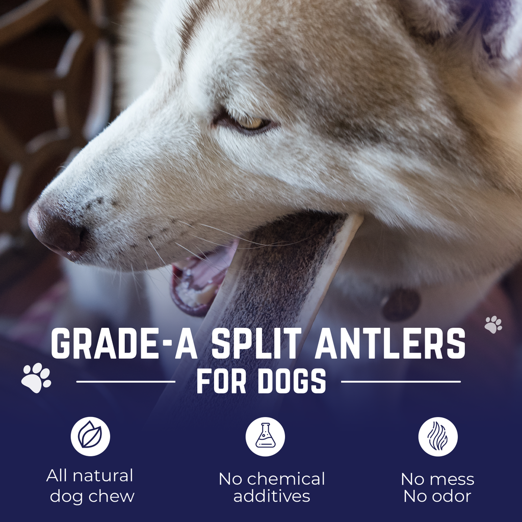 Small - Split Elk Antler Dog Chew - 2 Pack