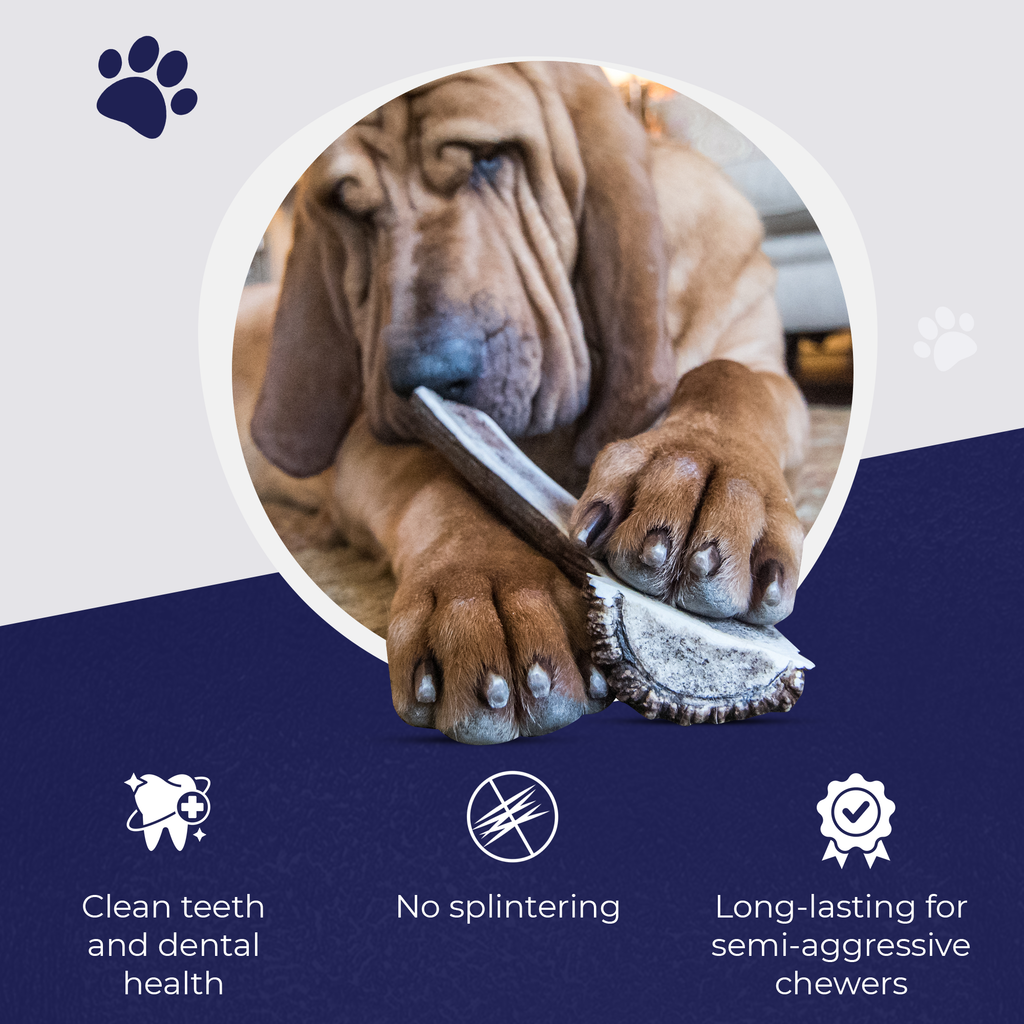 Small - Split Elk Antler Dog Chew - 2 Pack