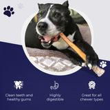 6"  Ultra Thick Bully Stick - 3pk