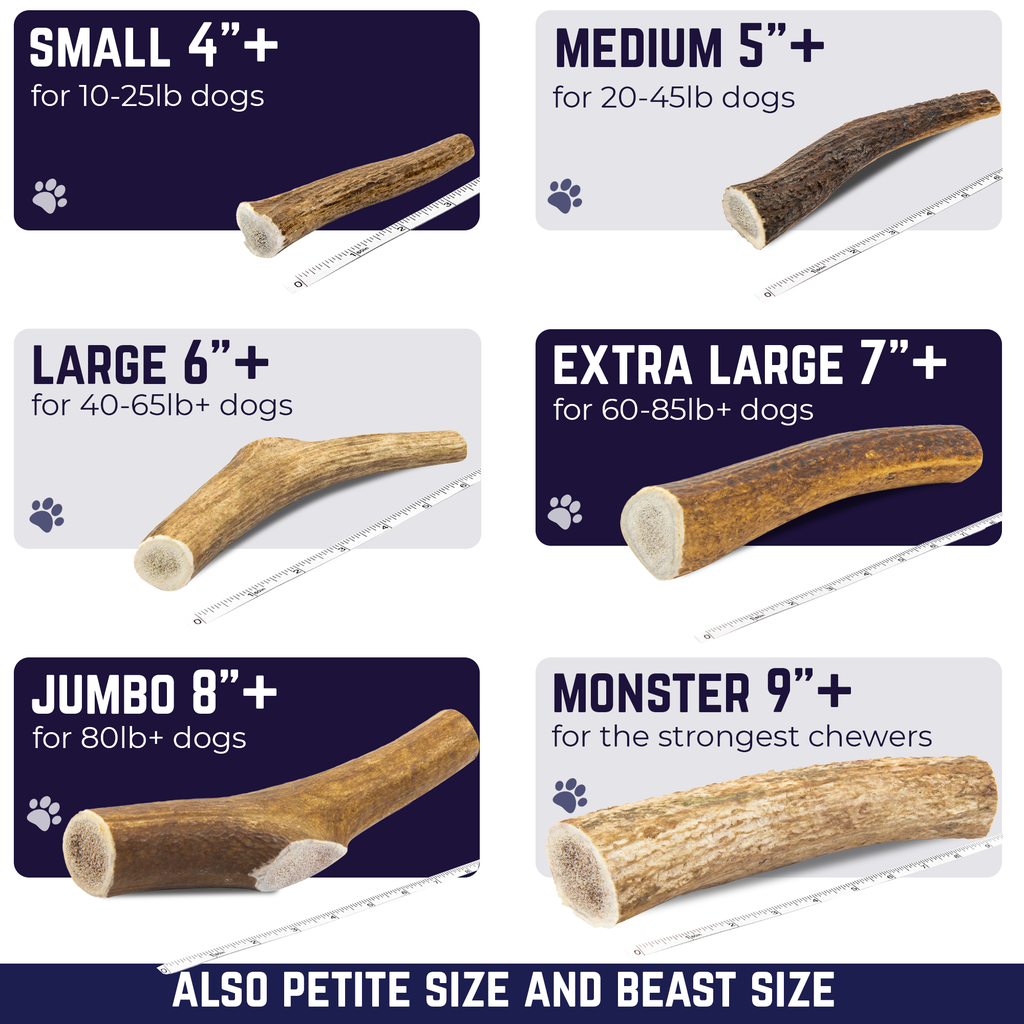 Medium Whole Elk Antler Dog Chew