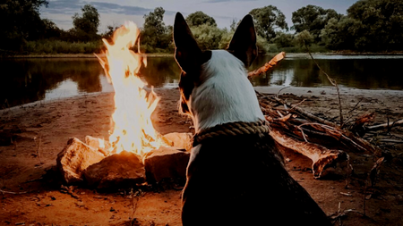 How To Take Your Dog Camping This Summer