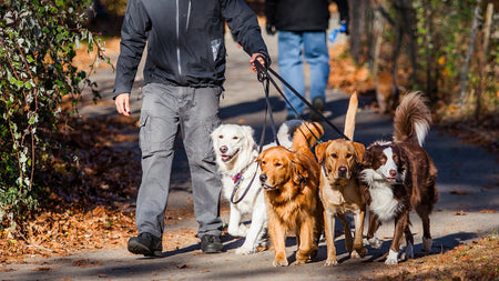 Essential Tips for Managing Multiple Dogs at Home: A Basic Guide for Pup Parents