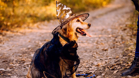 How to Keep Your Dog Calm During Halloween Festivities