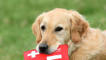 Basic First Aid Skills Every Pup Parent Should Know
