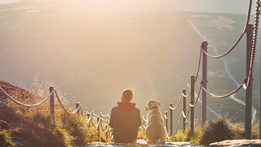 How to Prepare Your Pup for Holiday Travel: Tips for Stress-Free Adventures