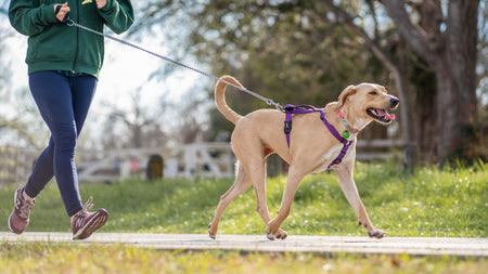 How to Train Your Dog to Walk on a Leash