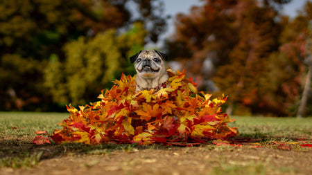 Keeping Your Pup Safe During Autumn Adventures