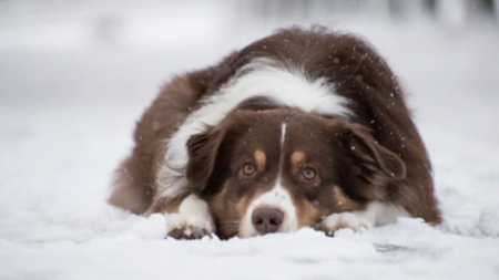 Do Dogs Really Need Sweaters? Debunking Winter Dog Myths!