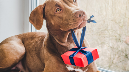 Keeping Your Dog Safe During December's Holiday Cheer