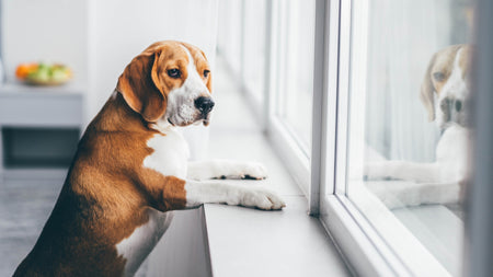 Back-to-School Blues: How to Help Your Pup Adjust to a Quieter House