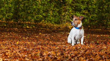 Puppy-Proofing Your Home for Fall: Essential Tips for New Dog Owners