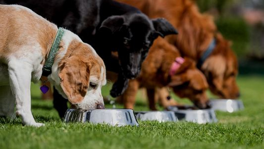 Toxic Foods for Dogs