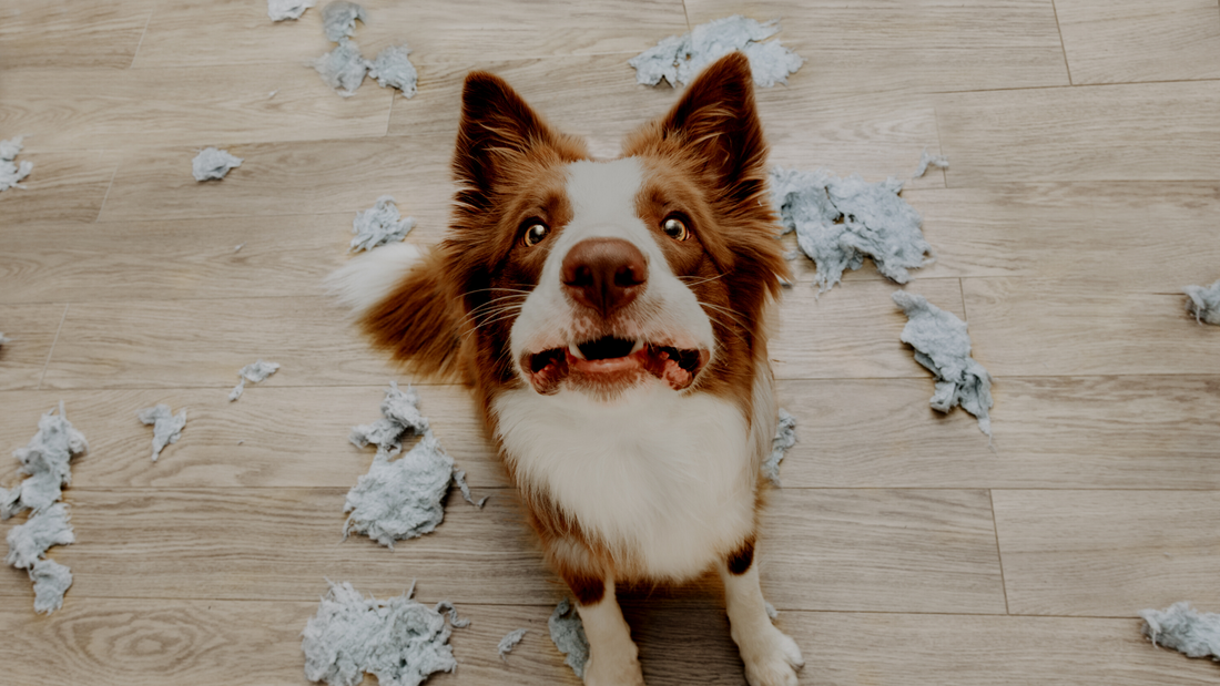 What Causes Separation Anxiety In Dogs