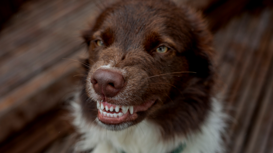 Why Does My Dog Do That?