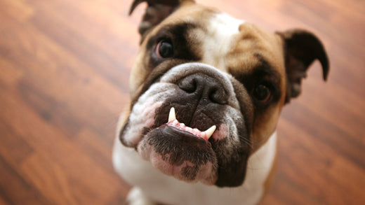 5 Reasons to Pay Special Attention to Your Dog’s Teeth