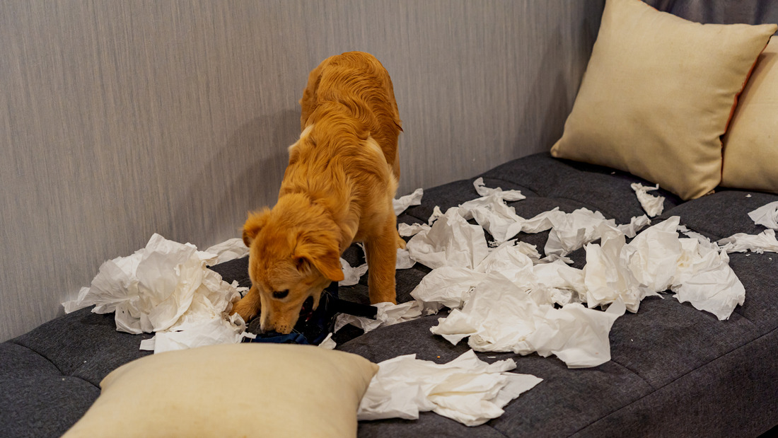 15 Dog Breeds Prone To Separation Anxiety