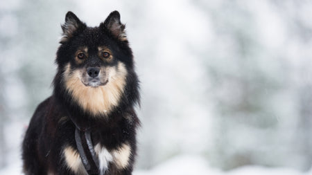 Winter Dog Breeds: Why Some Dogs Thrive in Cold Weather?