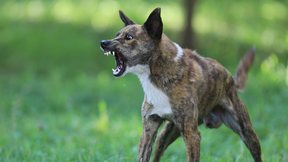 Addressing Aggression with Other Dogs or People