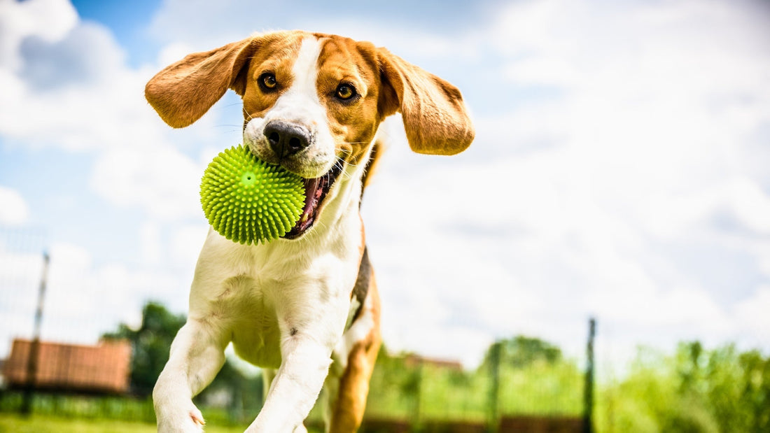 How to Raise a Polished Pup: Essential Puppy Manners Every Dog Owner Should Know