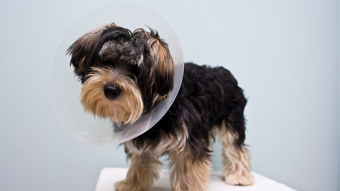 Should You Spay or Neuter Your Dog? A Comprehensive Guide for Dog Parents