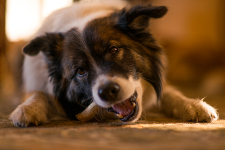 Dog Chews Every Owner Needs: The Essential Safety Guide