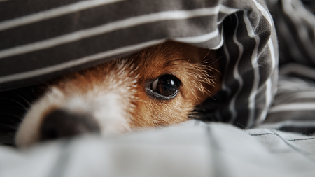 What to Do When Your Dog is Afraid of Thunderstorms
