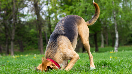 How to Stop Your Dog from Digging Holes: Proven Methods That Work