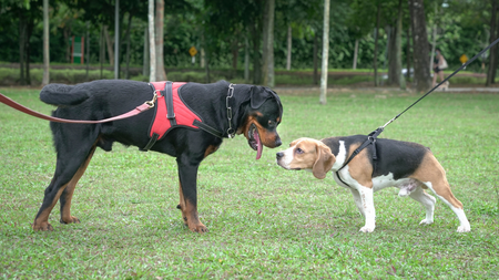 How to Help Your Dog Socialize with Other Dogs