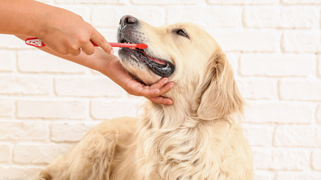 Tips for Taking Care of Your Dog's Teeth: Expert Advice for Maintaining Your Pet's Dental Health