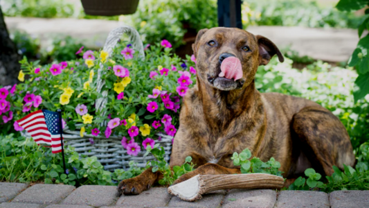 Pros and Cons of Antlers for Dogs: Deer vs. Elk Antlers Compared