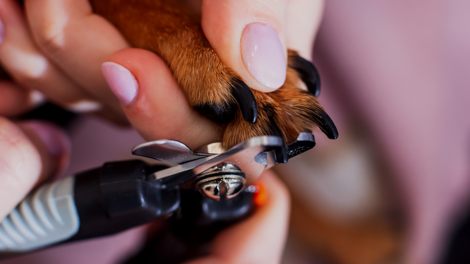 How to Trim Black Dog Nails Without Hitting the Quick