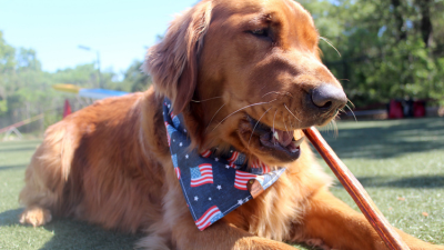 How to Choose Safe Dog Chews That Are the Right Size for Your Dog