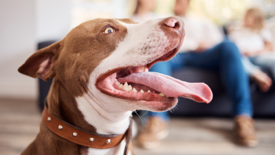 5 Reasons to Pay Special Attention to Your Dog’s Teeth