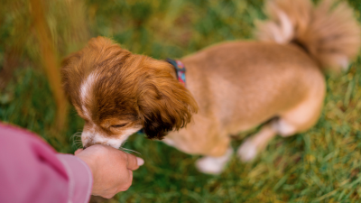Dog Training with Positive Reinforcement: Puppy Training Advice for First Time Dog Owners