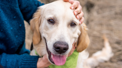 Dog Anxiety 101: Here’s How You Can Help Your Dog Relax