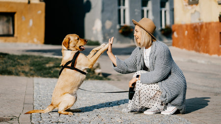 How Dogs Express Their Affection and Decrypting the Mystery of your Pups Love