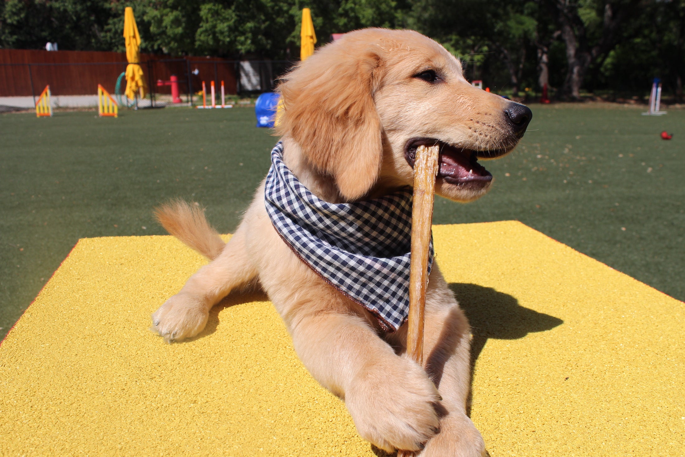 Devil Dog Pet Co | Premium Dog Chews