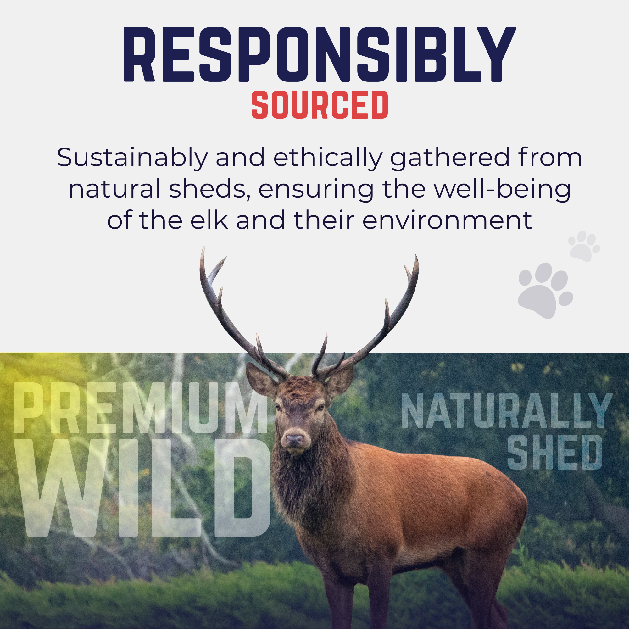 Large Whole Elk Antler Dog Chew – Devil Dog Pet Co