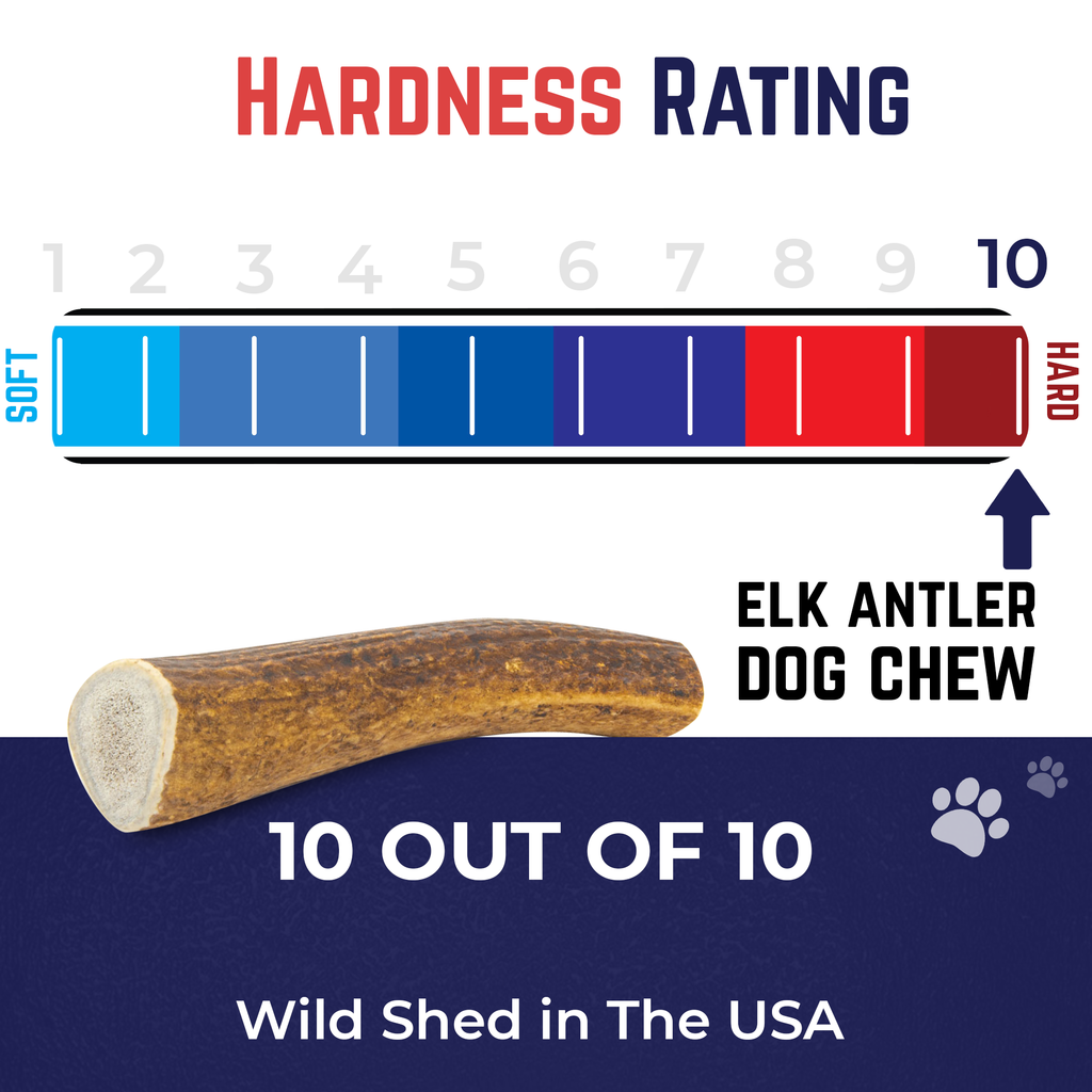 Medium THICK Whole Elk Antler Dog Chew