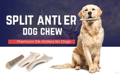 Whole & Split Elk Antler