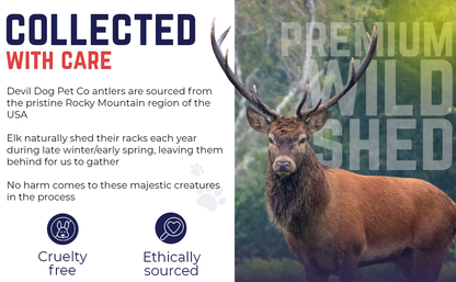 Whole & Split Elk Antler - Devil Dog Pet Co