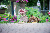 Large Yak Cheese Himalayan Dog Chew - Devil Dog Pet Co